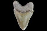 Serrated, Fossil Megalodon Tooth #86071-2